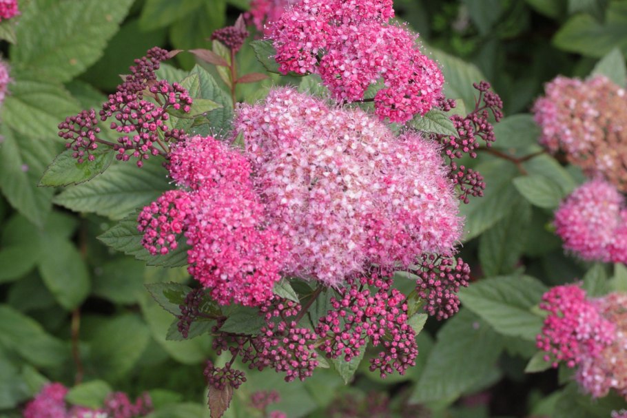 Спирея японская froebelii