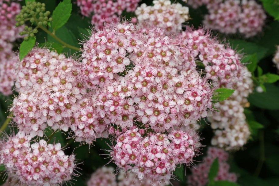 Спирея японская листья ажурные