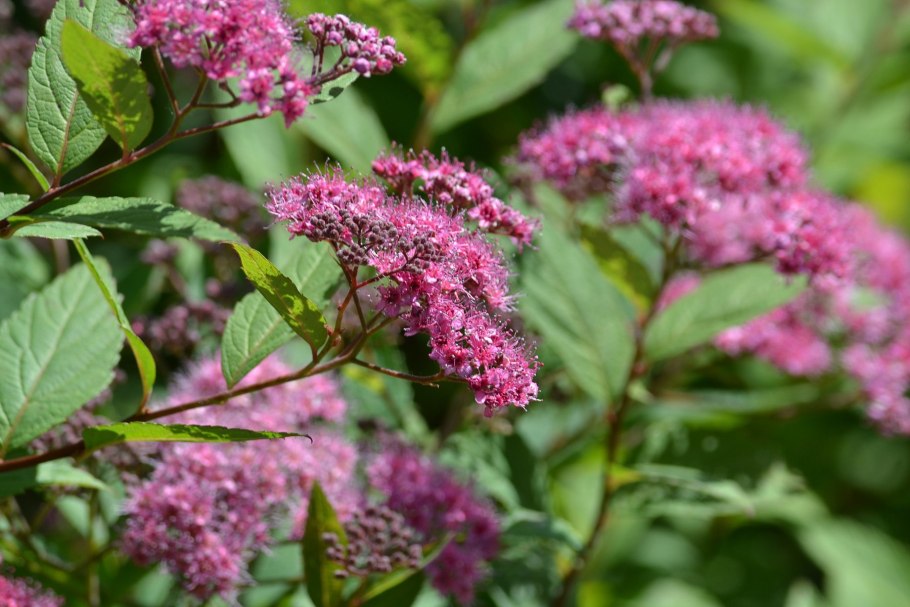 Спирея бумальда антони ватерер