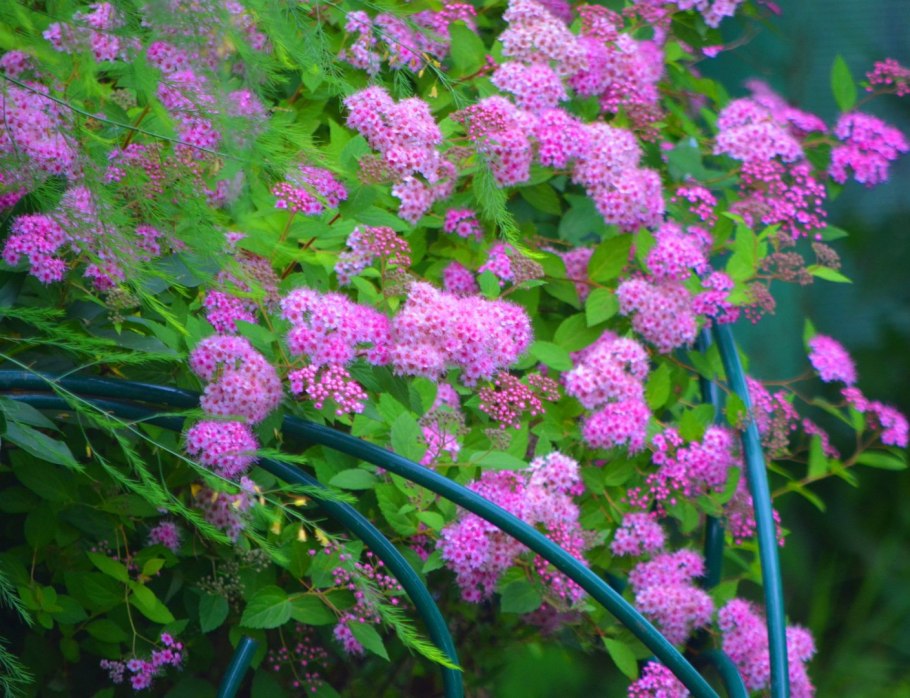 Спирея летнецветущая