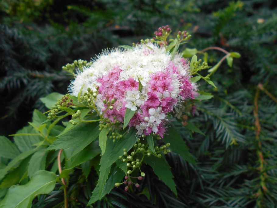 Спирея падуболистная