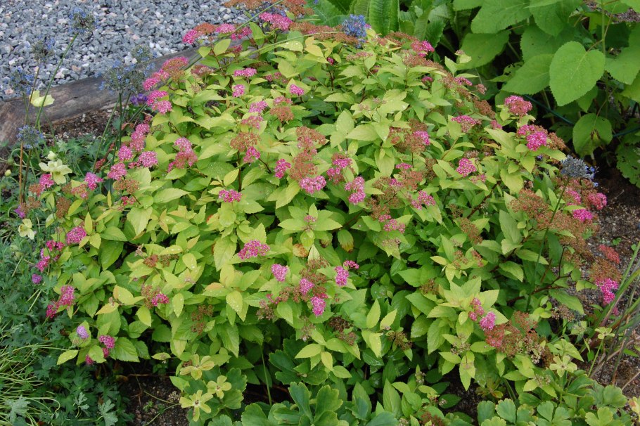 Спирея канделайт