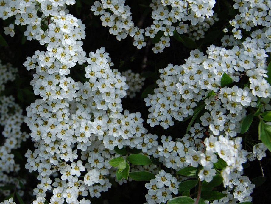 Кустарник спирея белая