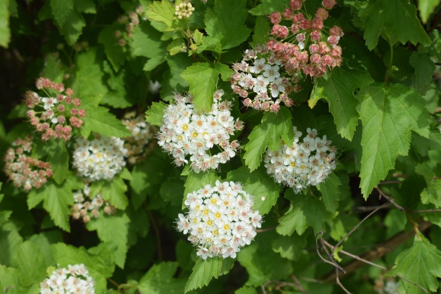 Спирея калинолистная