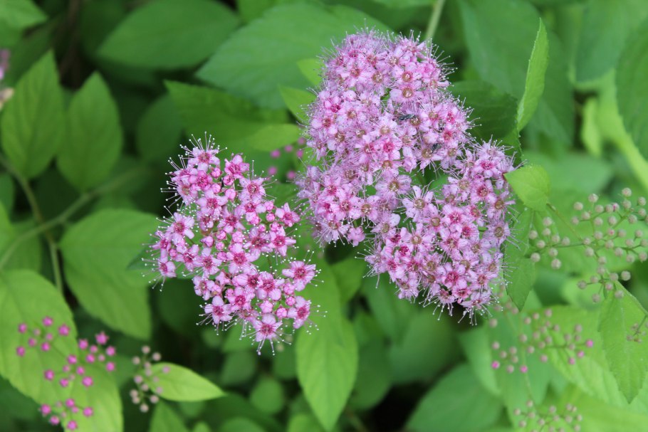 Спирея Кантонская ланцетолистная