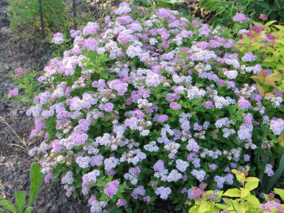 Спирея аргута Spiraea arguta