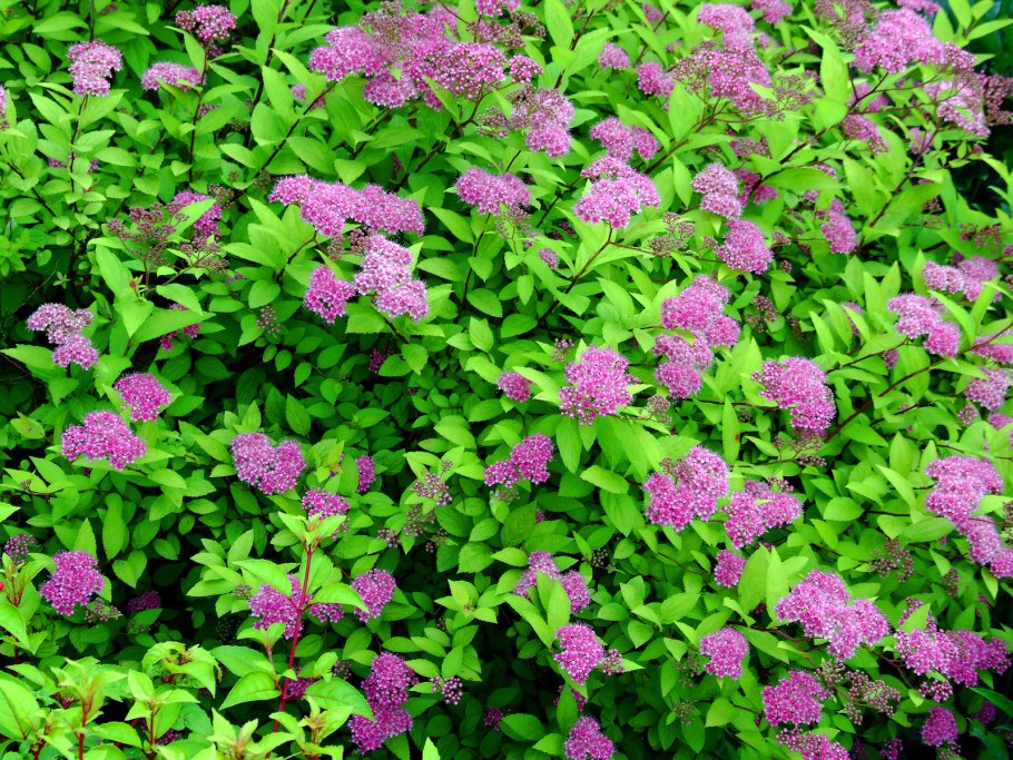 Спирея летнецветущая