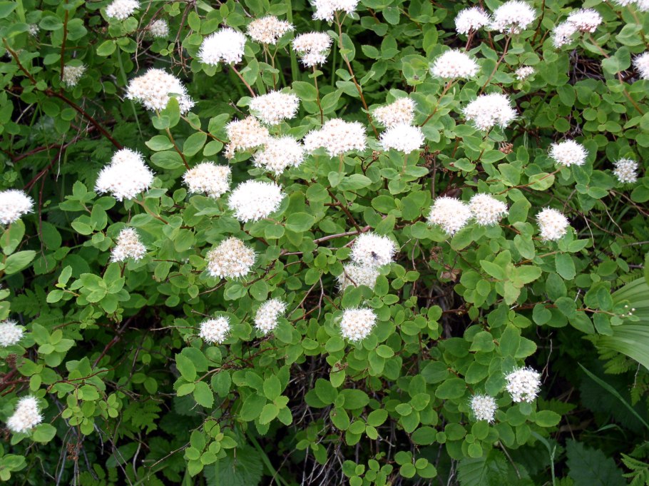 Спирея пурпурная