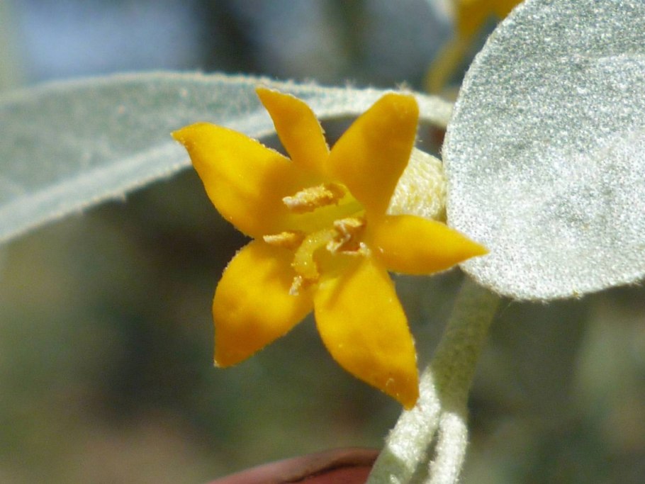 Лох узколистный Цветущий