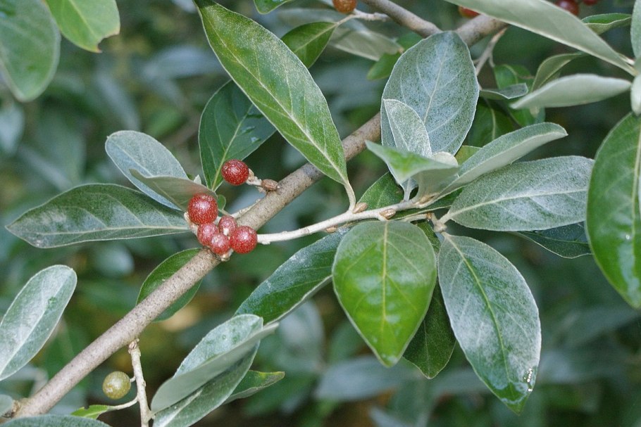 Elaeagnus umbellata