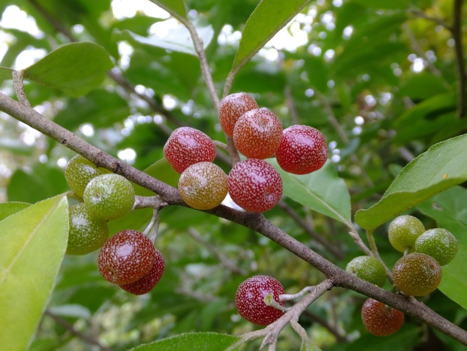 Шефердия канадская