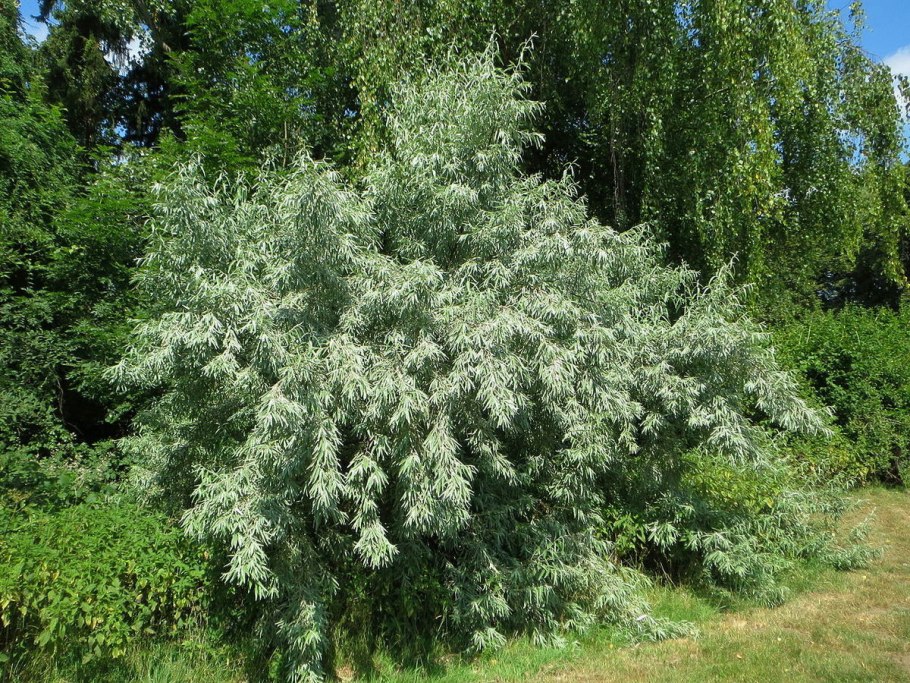 Лох узколистный (Elaeagnus angustifolia)