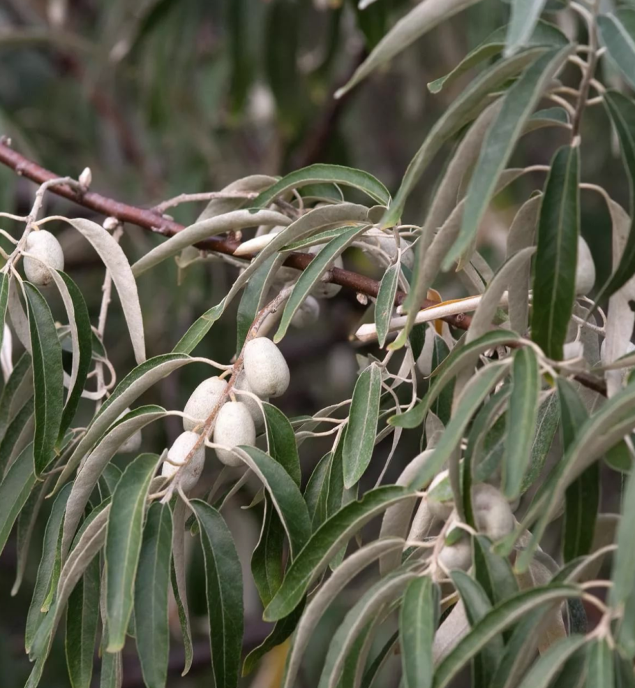 Шефердия сладкая