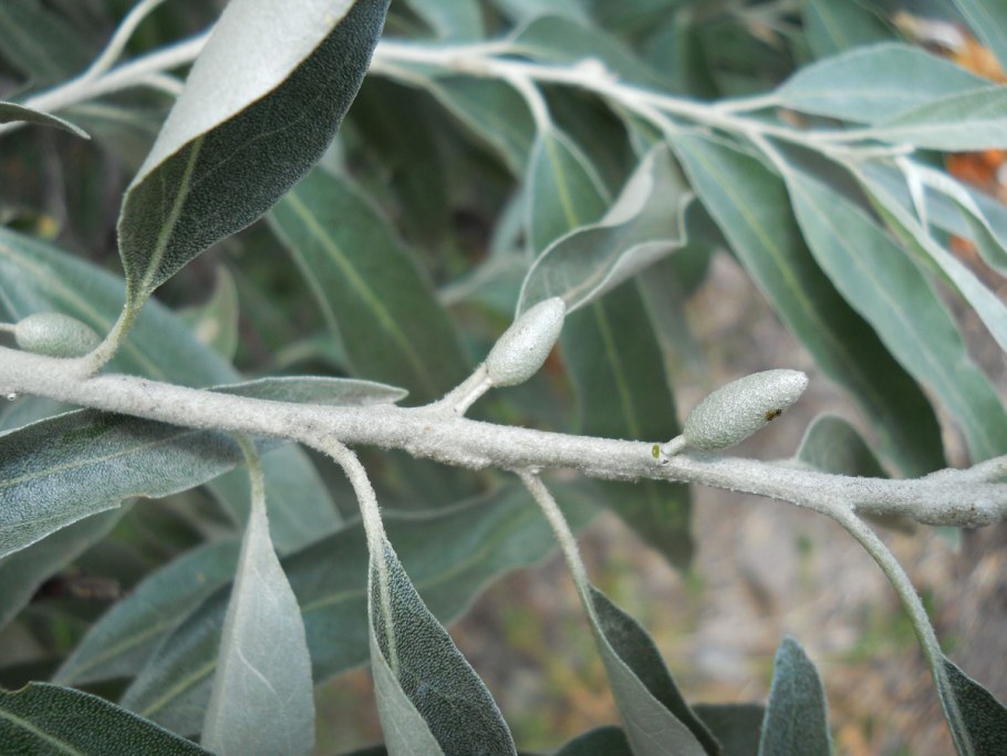 Лох серебристый дикая маслина