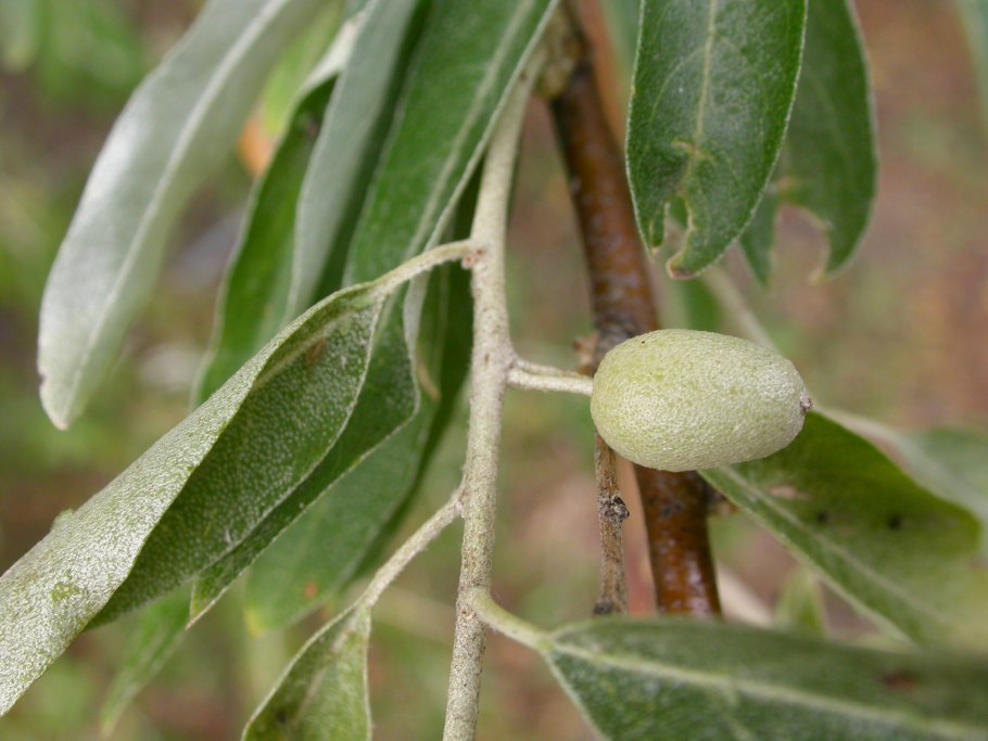 Elaeagnus angustifolia растение