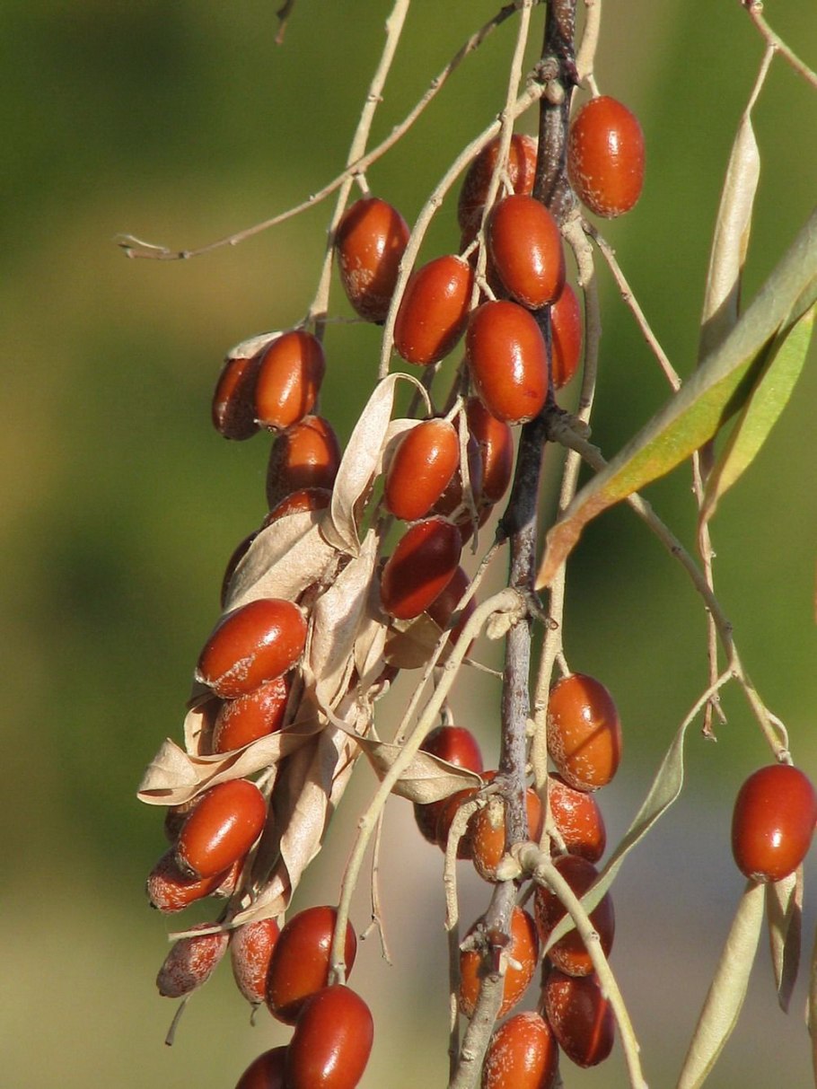 Лох индийский Elaeagnus Indica