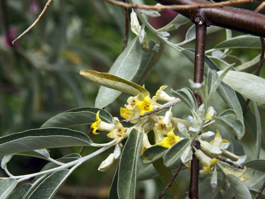 Лох серебристый elaeagnus argentea