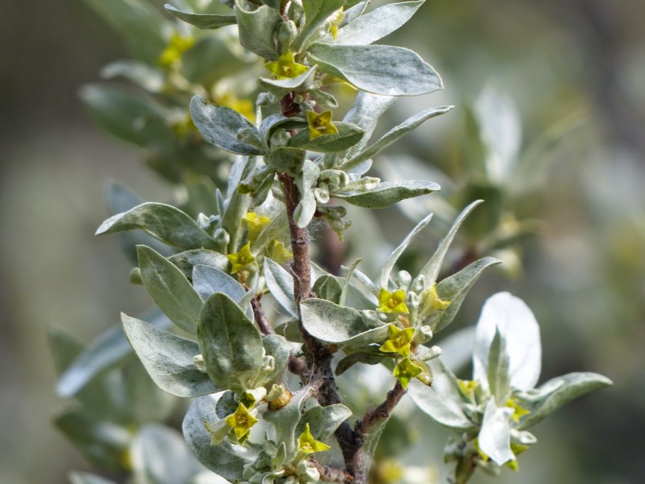 Elaeagnus orientalis