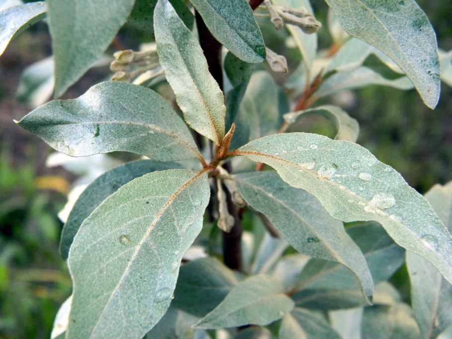 Лох серебристый elaeagnus commutata