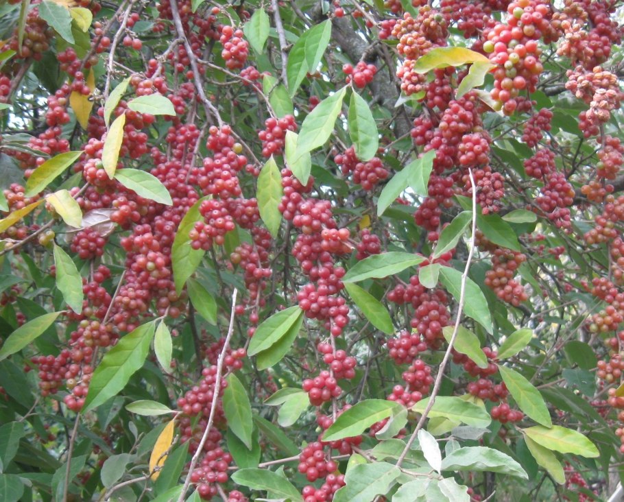 Шефердия серебристая