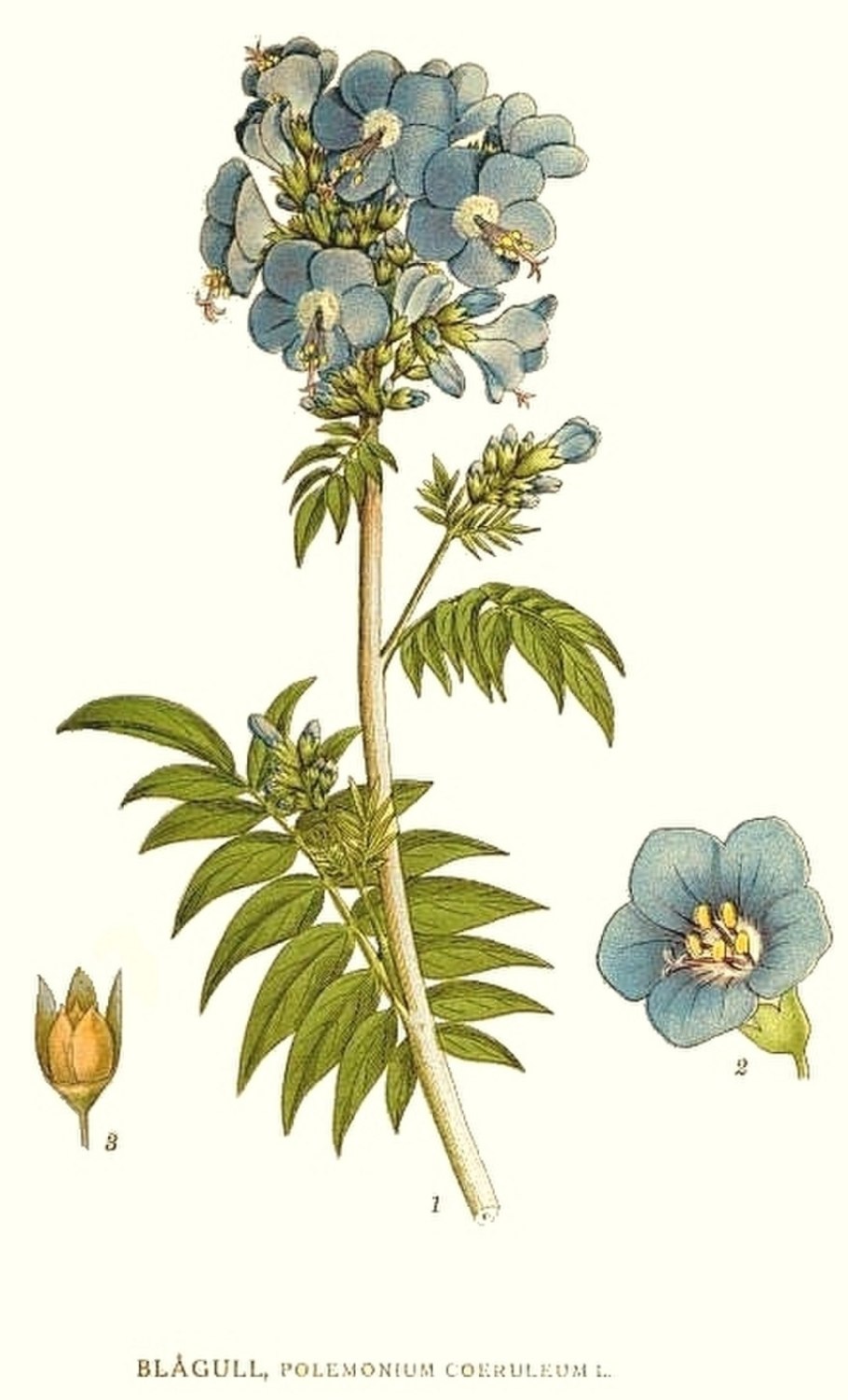 Polemonium гравюра