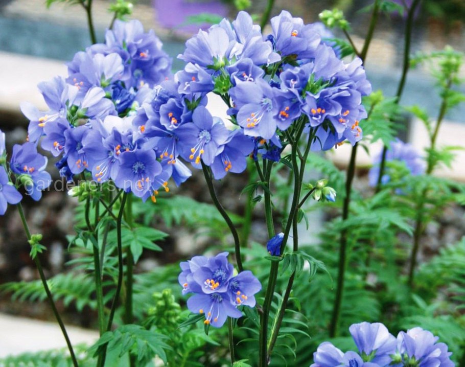 Polemonium acutiflorum