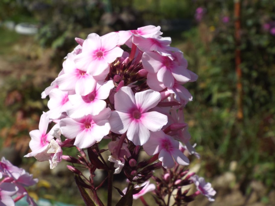 Folotsia grandiflora