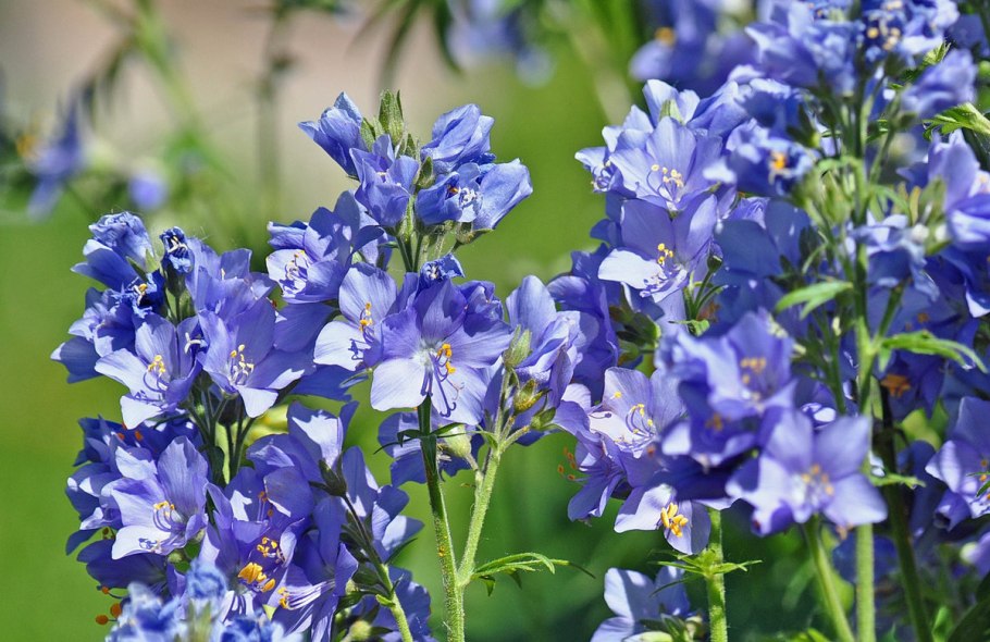 Цветок Синюха голубая