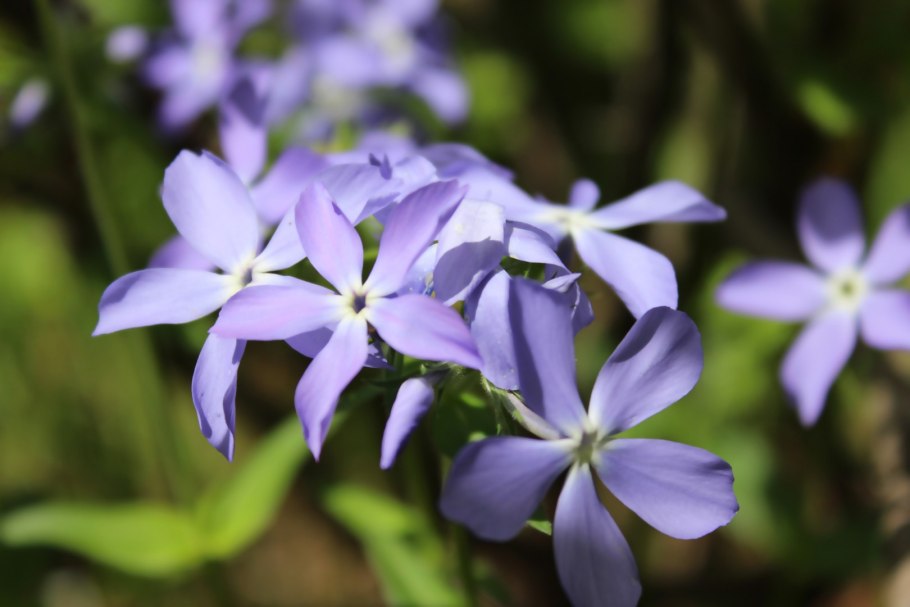 Синюха голубая