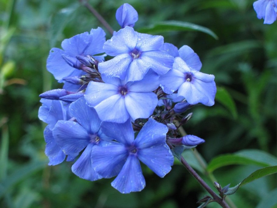 Синюха голубая Лазурная