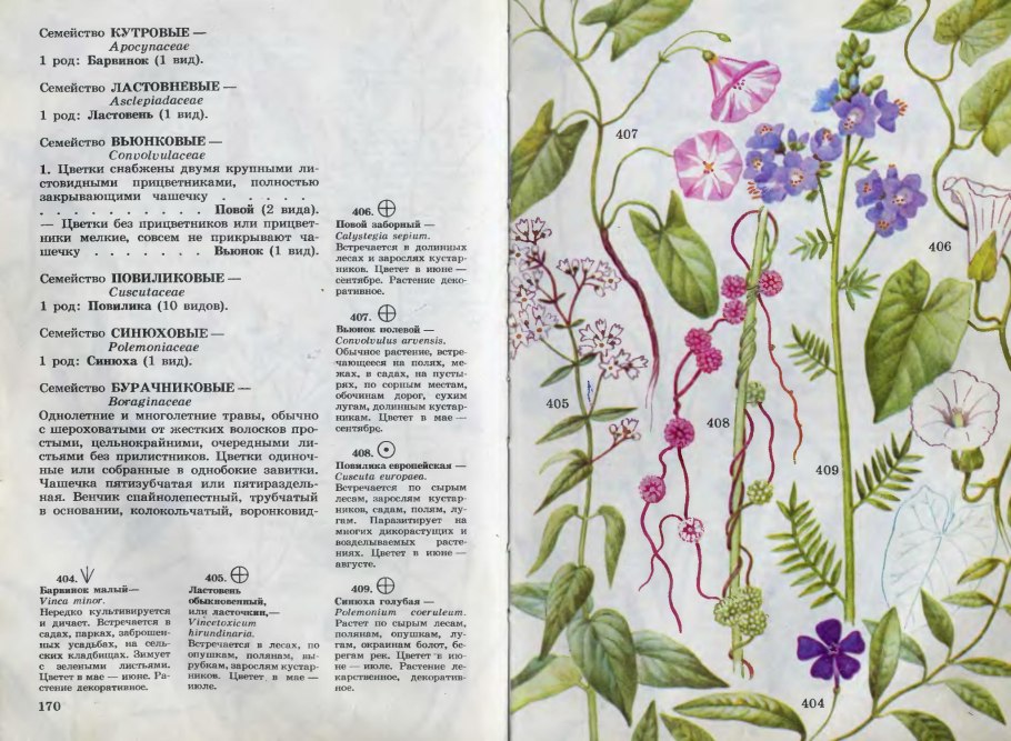 Полемониум Синюха Лазурная