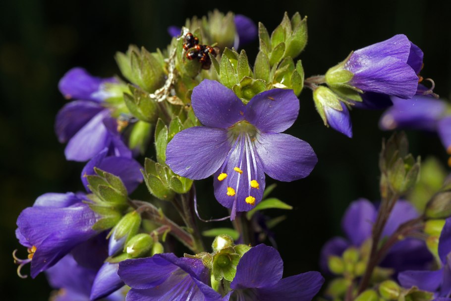Синюха голубая (polemonium caeruleum)
