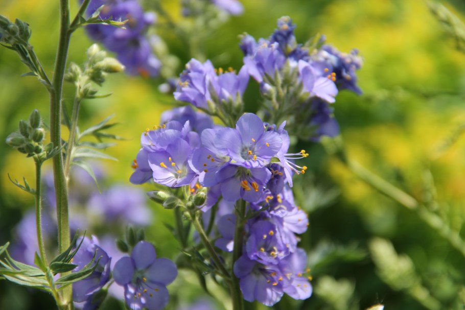Бурачниковые (Boraginaceae)