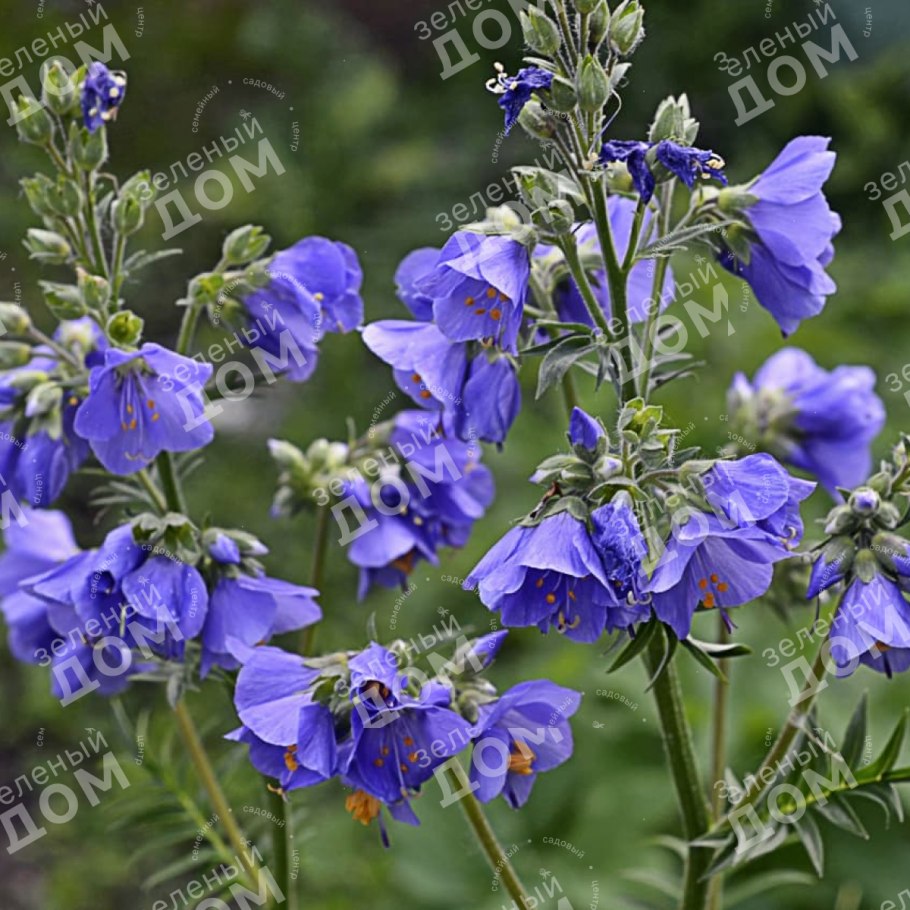 Синюха лазоревая