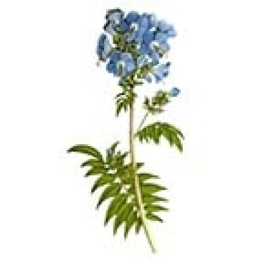 Синюха голубая