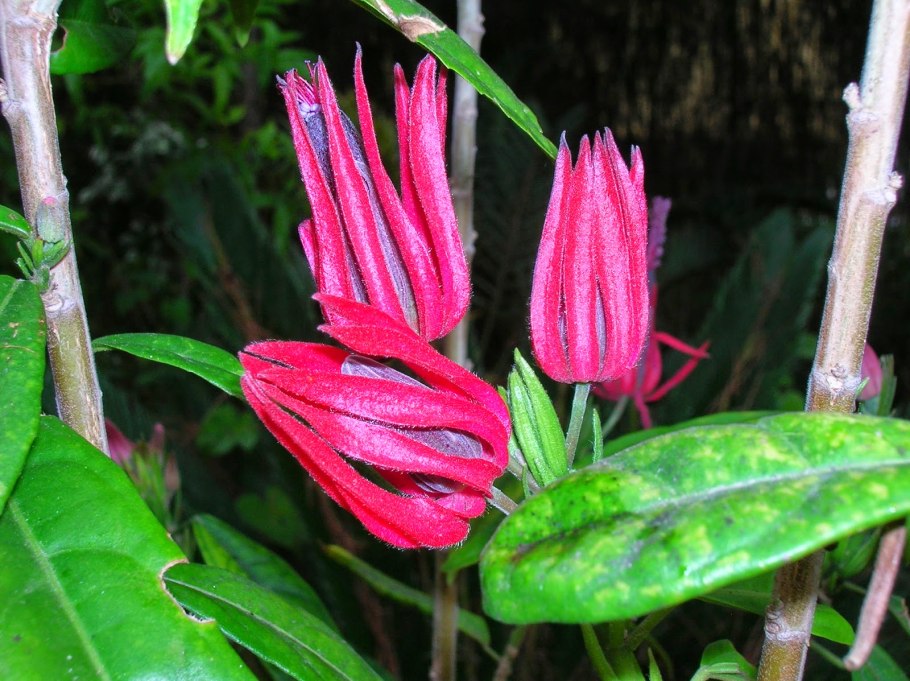 Pavonia multiflora