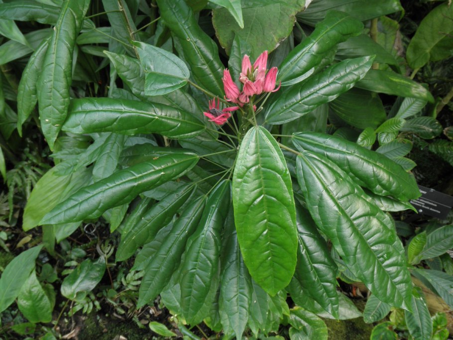 Павония многоцветковая