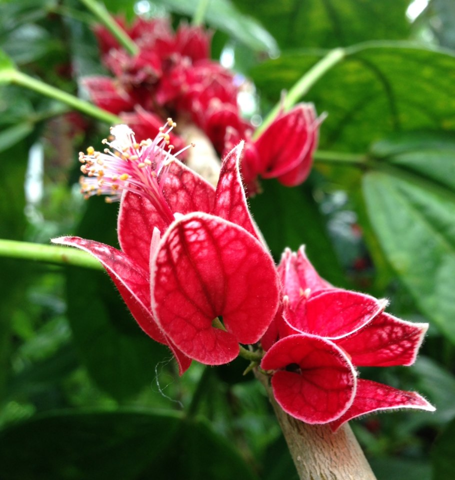 Павония многоцветковая