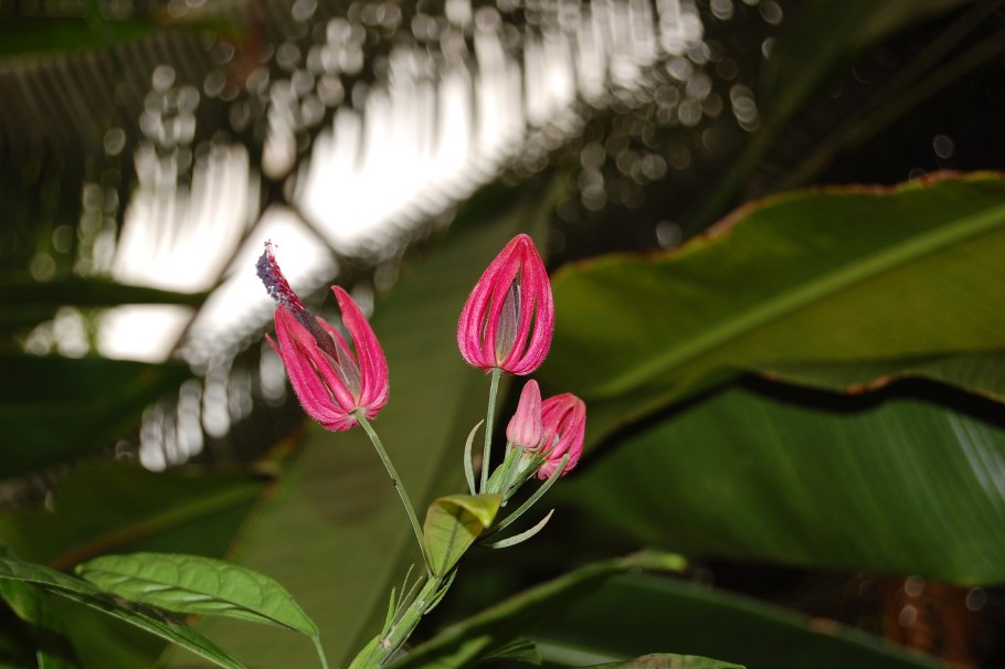 Веерообразная павония