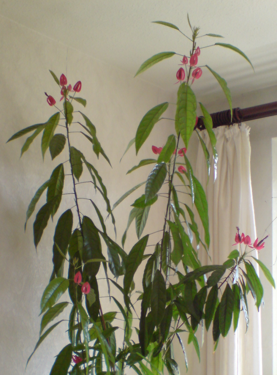 Картина Лейтона павония