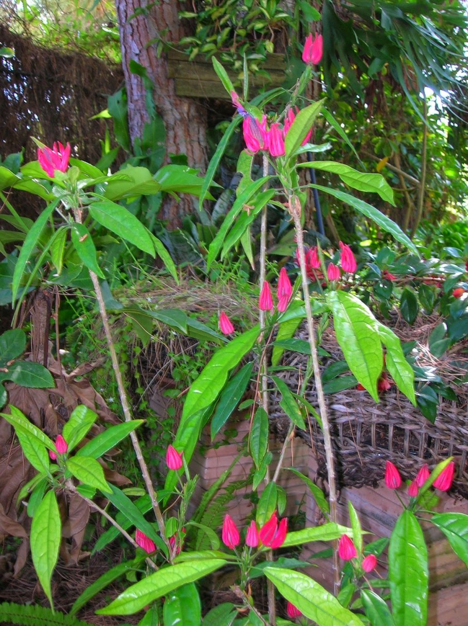 Павония многоцветковая