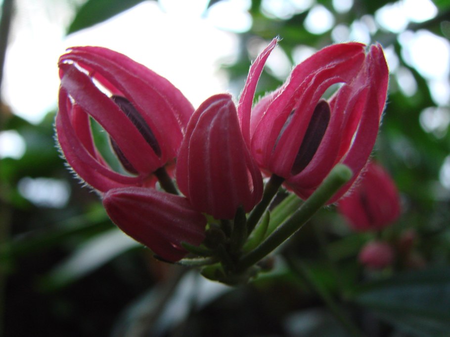 Павония цветок