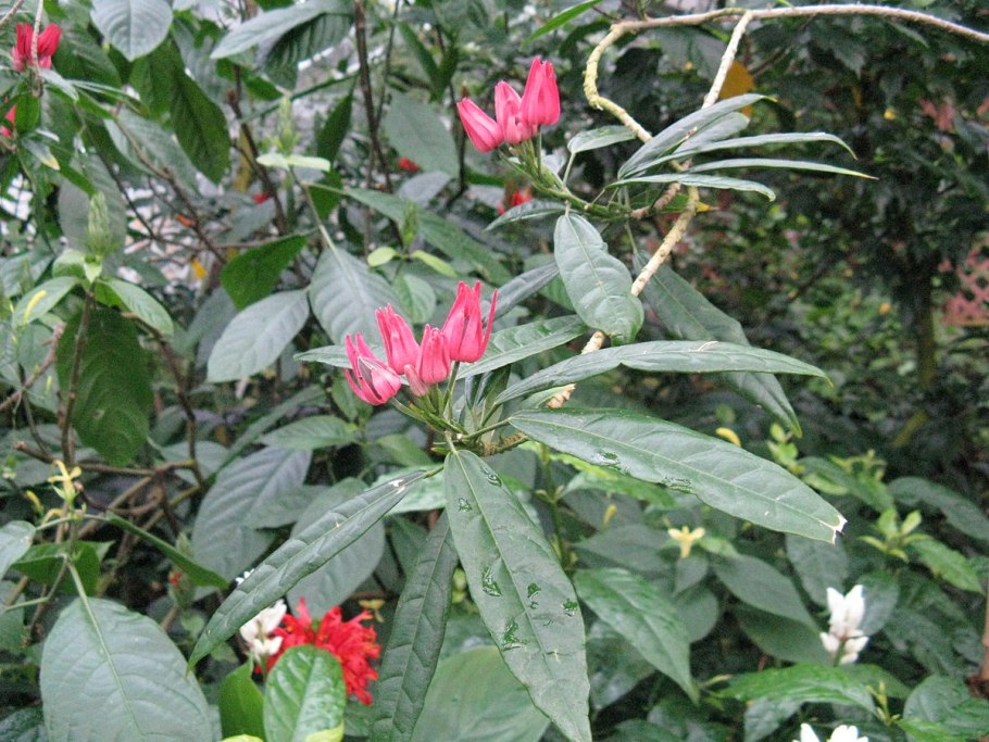 Эудия павония