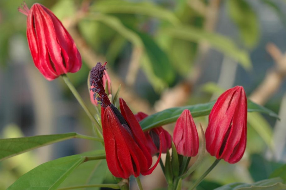 Павония многоцветковая