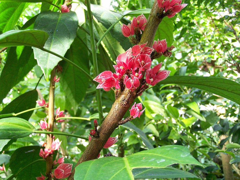 Goethea strictiflora