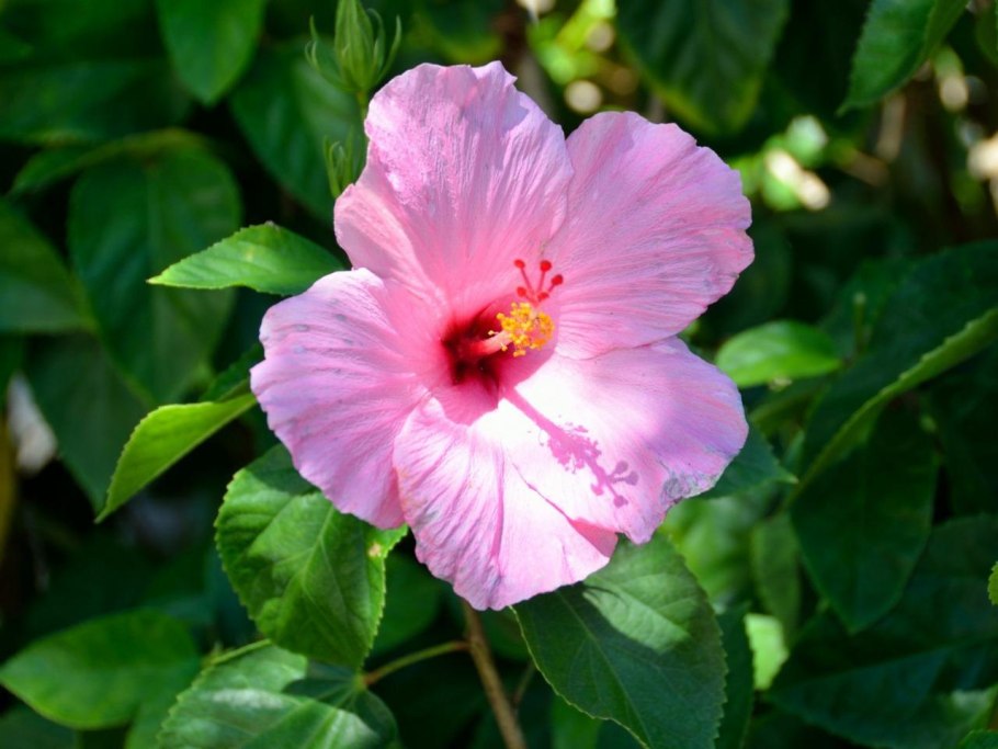 Картина Лейтона павония