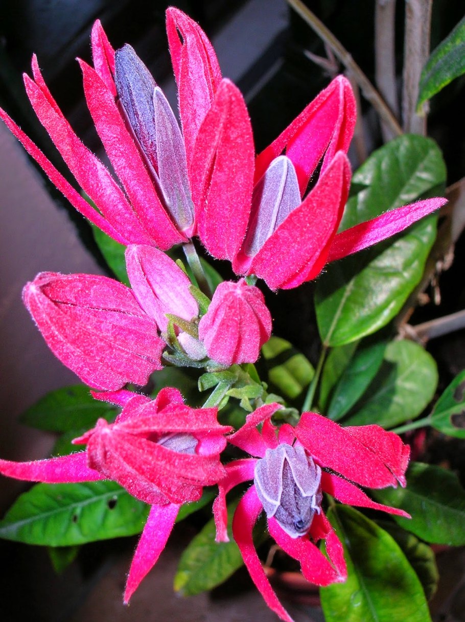 Павония мультифлора-Pavonia multiflora