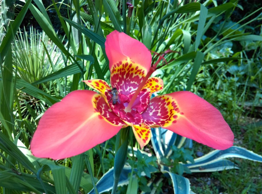 Тигридия павлинья