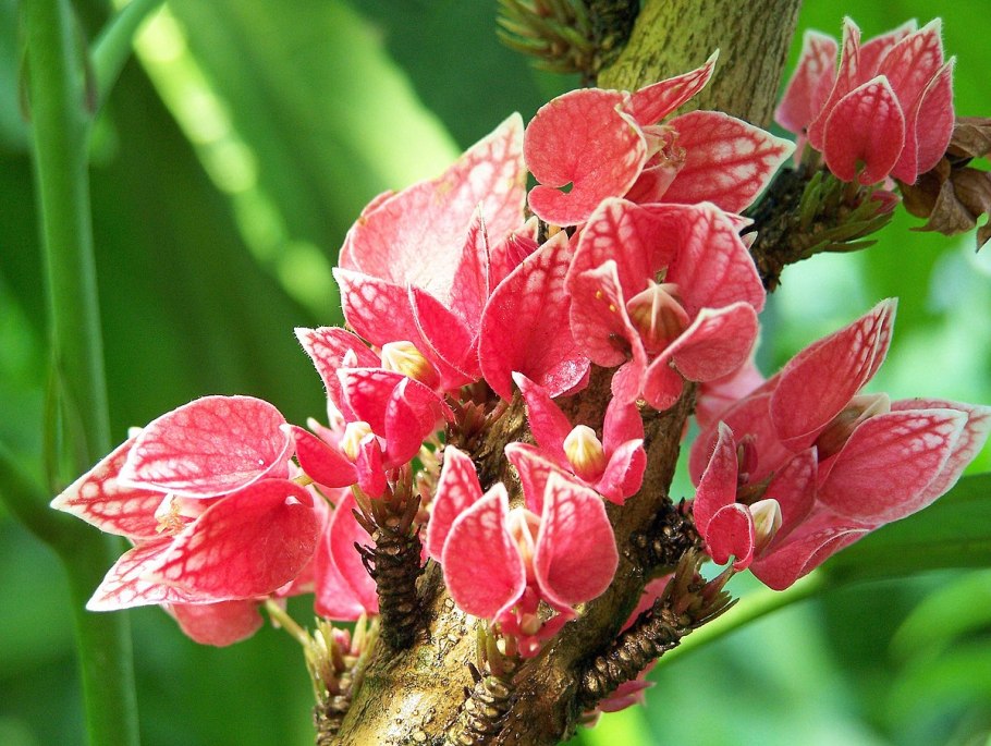 Гетея стеблецветковая