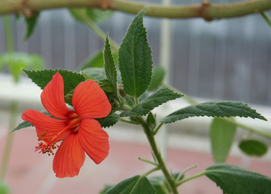 Гибискус китайская роза